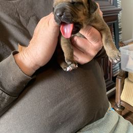 Rhodesian Ridgeback Puppies from Churchill Rhodesian Ridgebacks