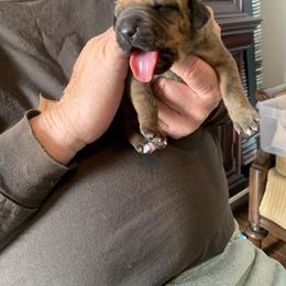 Rhodesian Ridgeback Puppies from Churchill Rhodesian Ridgebacks