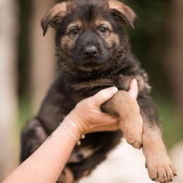Tony - Sable male German Shepherd puppy in Berwick, Maine from Vom Rindahaus Shepherds