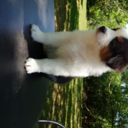 Australian Shepherd Puppies from Sakari Australian Shepherds