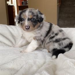 Girl 5 - Australian Shepherd puppy in Stanwood, Michigan from Double T Aussies