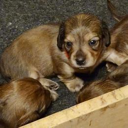Dachshund Puppies from Happy Tails Doxie's