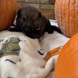 Pink - Sable female German Shepherd puppy in Cody, Wyoming from Faoladh German Shepherds