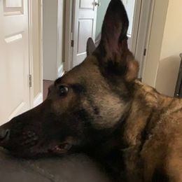 Belgian Malinois from Top Dogs