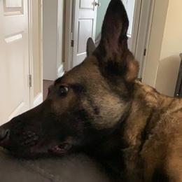 Belgian Malinois from Top Dogs