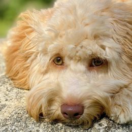 Maggie - Australian Labradoodle