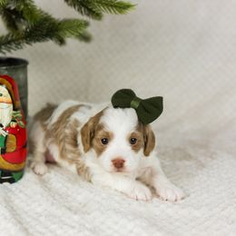 Girl 1 - Parti Goldendoodle puppy in Riverton, Utah from Utah Doodlebug