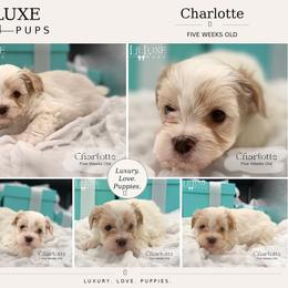 Charlotte - White and lemon female Morkie puppy in Scottsdale, Arizona from Lil Luxe Pups