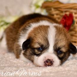 Hickory - Red male Pembroke Welsh Corgi puppy in East Canton, Ohio from Victorian Farms