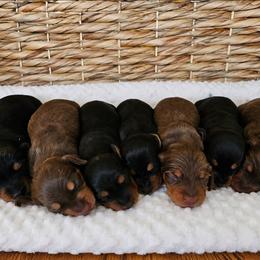 Dachshund puppies from Blue Meadow Puppies