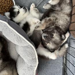 Pomsky Puppies from Peekaboo Pomskies