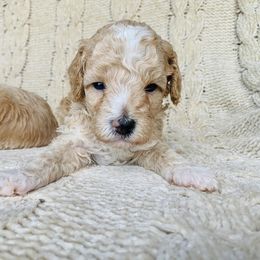 Patrick Henry - Cream male Maltipoo puppy in Buckeye, Arizona from Little Loves Maltipoos