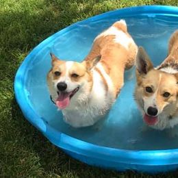 Aussiedoodles, Cavapoos, Cockapoos, and Pembroke Welsh Corgis from Cobbs Creek Canines