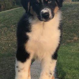 Australian Shepherds from Stormridge Australian Shepherds