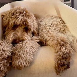 Australian Labradoodle All Grown Up from Heritage Manor Labradoodles (HML)