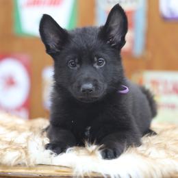 Jera - Black female German Shepherd puppy in Philippi, West Virginia from Vom Haus Highlands