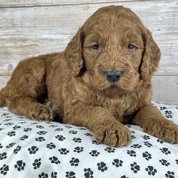 Sprout - male Goldendoodle puppy in Millersburg, Ohio from Ohio Puppy Paws