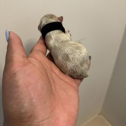 Black - Chocolate, tan and white male Yorkshire Terrier puppy in Selden, New York from Alisha's Yorkshire Terriers