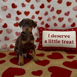 Grey collar - Red and rust male Doberman Pinscher puppy in Mansfield, Georgia from Marbendale’s Doberman