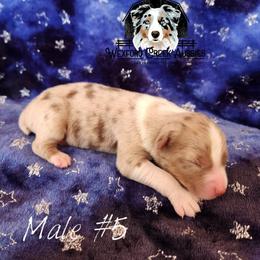 Boy 5 - male Australian Shepherd puppy in Harpers Ferry, Iowa from Wexford Creek Aussies, LLC