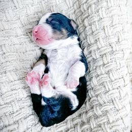 Boy 1 - Tri-color male Bernedoodle puppy in Otisville, Michigan from Danie’s Darling Doodles LLC