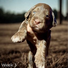 Australian Mountain Doodle All Grown Up from Sammi Sweet Doodles