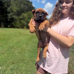Code red - Red male Cane Corso puppy in Opelousas, Louisiana from Azelees Cane Corso