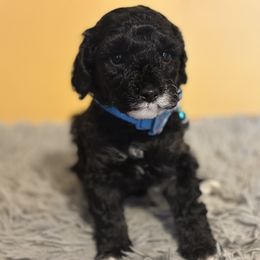 Han - Black male Poodle puppy in Creal Springs, Illinois from Trish’s So IL Poodles