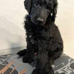 Poodle Puppies from Tyler Family Poodles