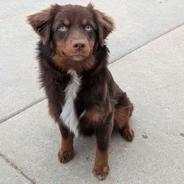 Ravioli - Toy Australian Shepherd