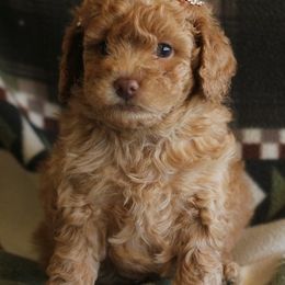 Poodles from Joseph Conkle's Poodles