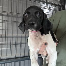 Pink - Black and white female German Shorthaired Pointer puppy in Newton Grove, North Carolina from Wayalife Labradors & Gsp’s