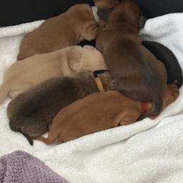 Dachshund Puppies from Faithful Paws Doxies