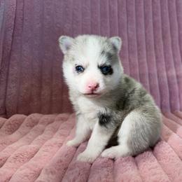 Rumi Merle - Merle female Pomsky puppy in Aberdeen, Idaho from Willow Creek Cresteds