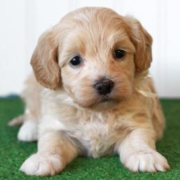 Mr. White Collar - Cream male Maltipoo puppy in Springtown, Texas from North Texas Puppies