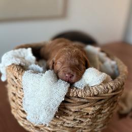 Coda black collar - Red  female Goldendoodle puppy in Queen Creek, Arizona from Sunny Doodles