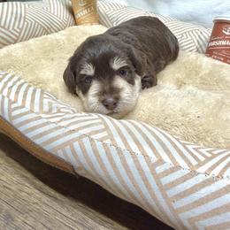 Flint - Liver male Miniature Schnauzer puppy in Huntington, Utah from Schnauzers on Robinson Lane