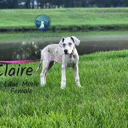 Claire - Merle female Great Dane puppy in Prairieville, Louisiana from Southern Barron Danes & Dachshunds