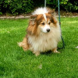 Finley - Pembroke Welsh Corgi