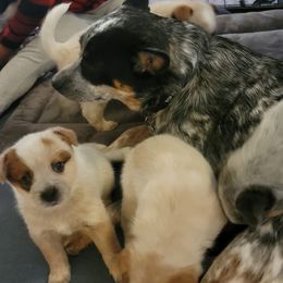 Australian Cattle Dog Puppies from Miller Australian Cattle Dogs