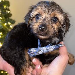 BOY 2 - Black and tan male Yorkshire Terrier puppy in Loganville, Georgia from The Doggy Empire