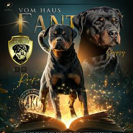 Rottweiler puppies from Fantasy Kennel