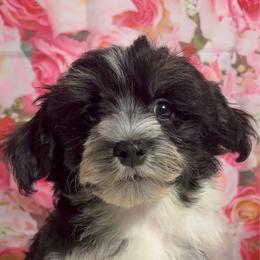 Lucky - Black and white male Havanese puppy in Clermont, Florida from Country Sweet Havanese and Creative Coaching