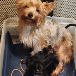 Stella - Yorkshire Terrier