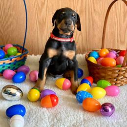 Doberman Pinscher Puppies from Jensen Dobermans