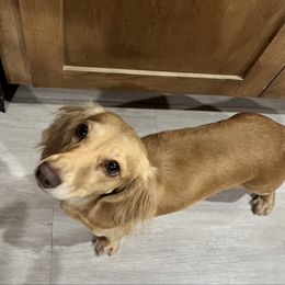 Ella - Dachshund