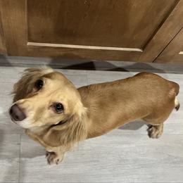Ella - Dachshund
