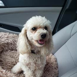Ellie - Poodle