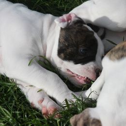 American Bulldog Puppies from Ferocia Kennels