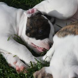 American Bulldog Puppies from Ferocia Kennels